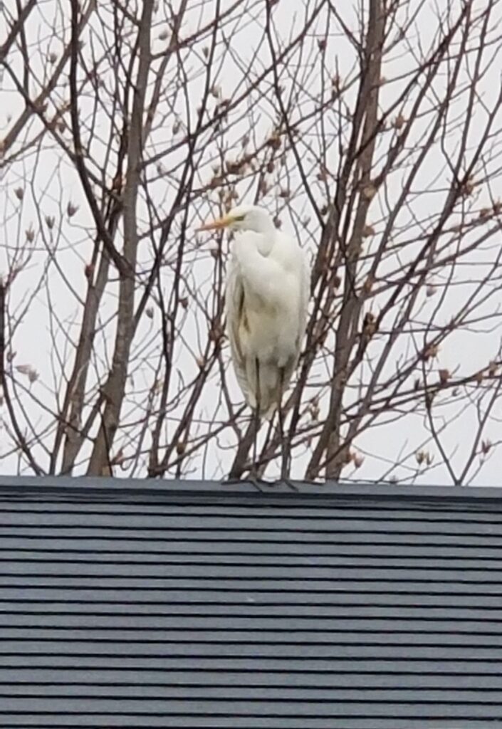 サギが屋根にとまっている